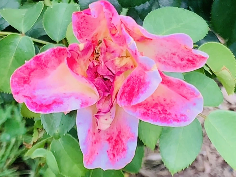 IMG_5070.jpg?type=w966