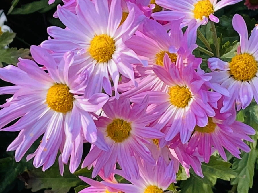 IMG_1156.jpg?type=w966