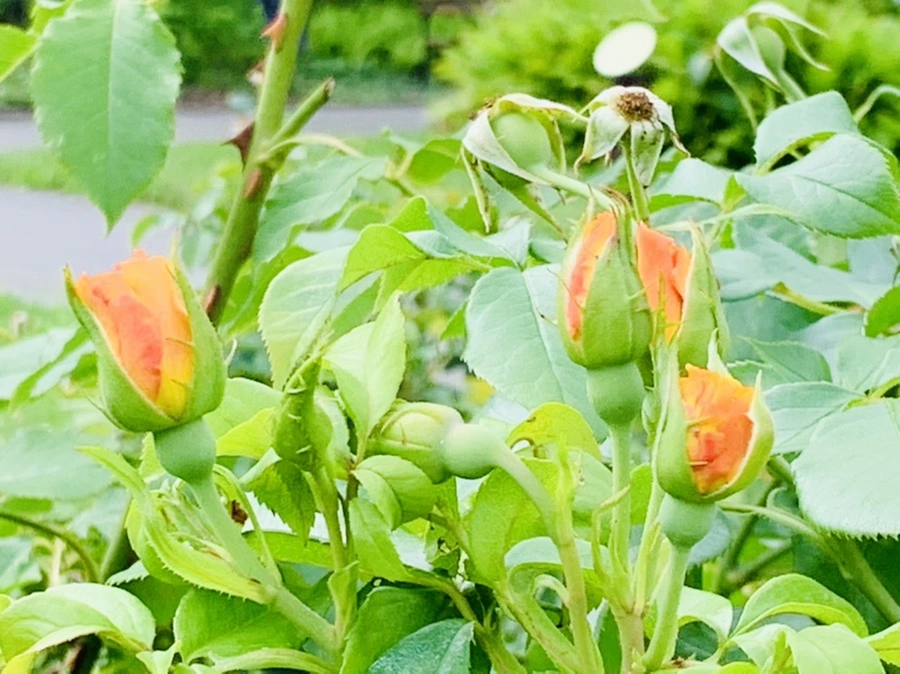 IMG_0468.jpg?type=w966