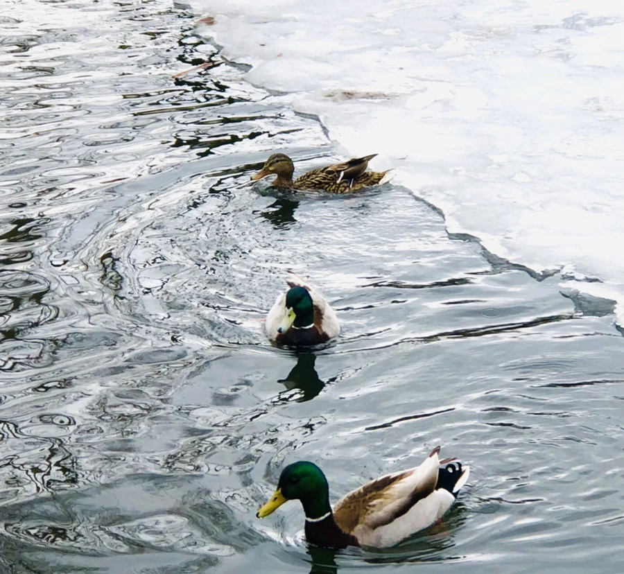 IMG_6289.jpg?type=w966