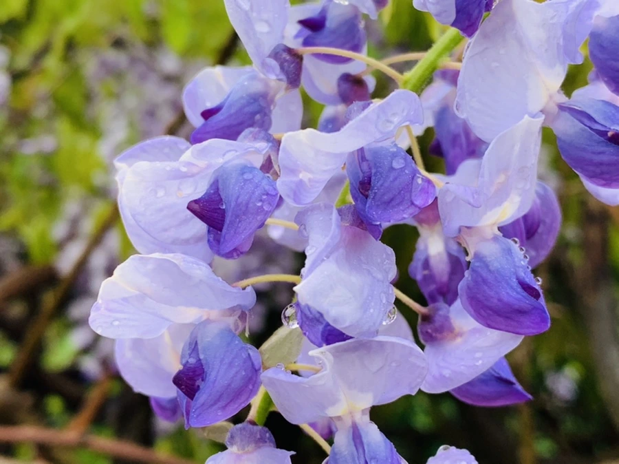 IMG_9381.jpg?type=w966