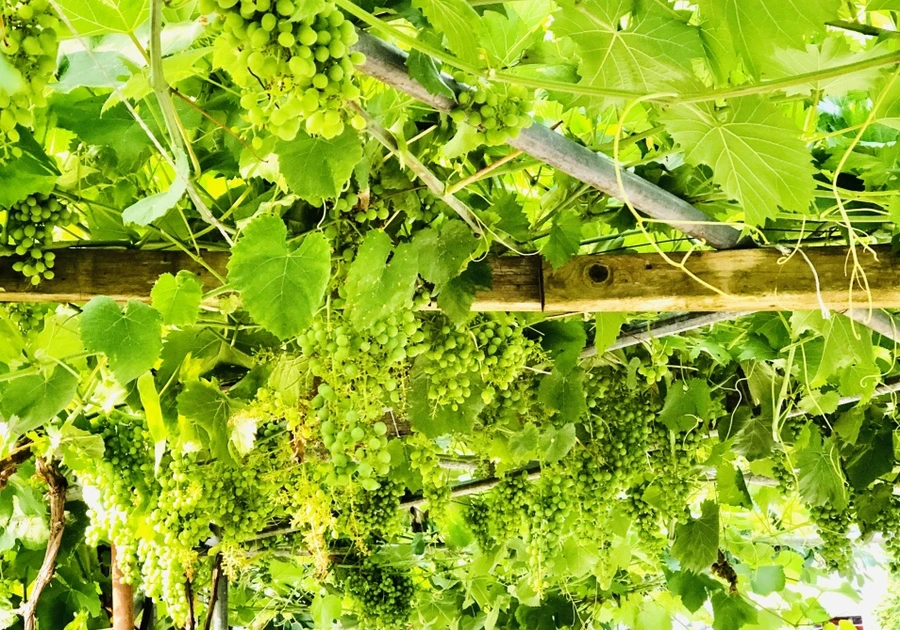 IMG_1770.jpg?type=w966