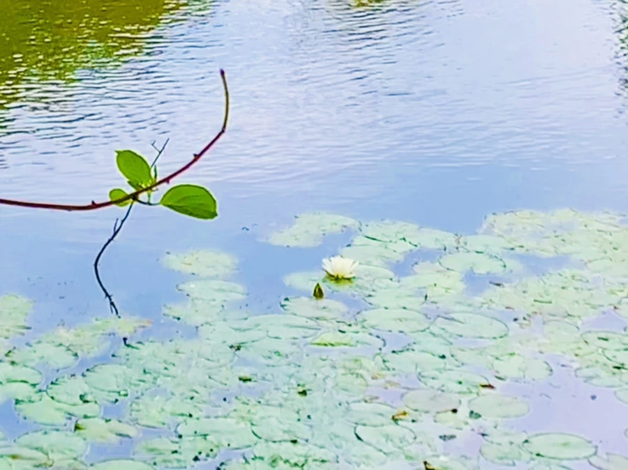 IMG_5159.jpg?type=w966