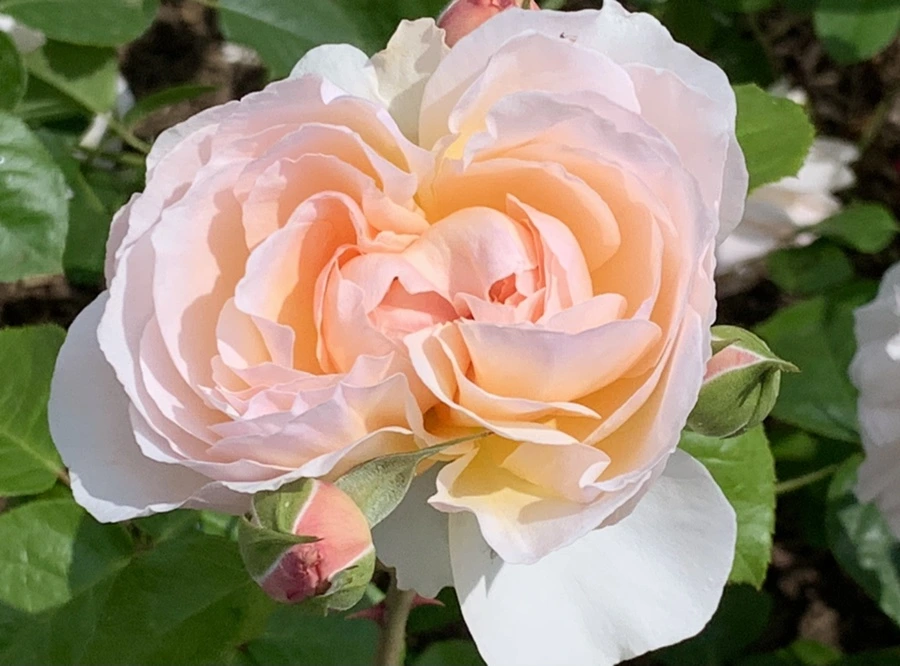 IMG_8547.jpg?type=w966