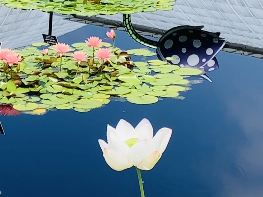 IMG_5333.jpg?type=w966