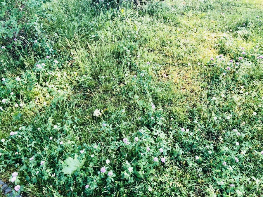 IMG_8335.jpg?type=w966