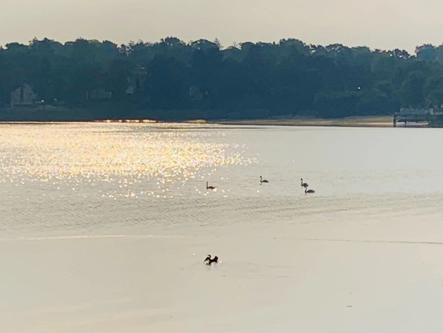 IMG_2223.jpg?type=w966