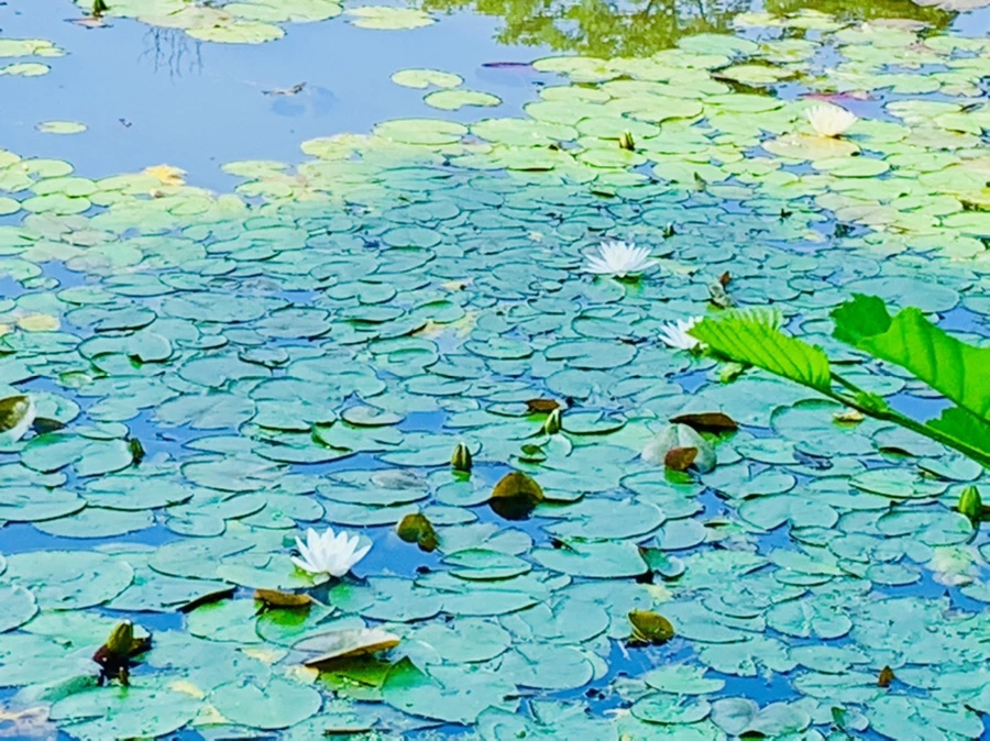 IMG_1256.jpg?type=w966