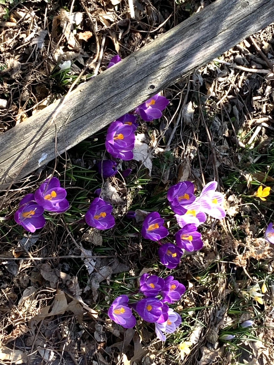 IMG_2905.jpg?type=w966