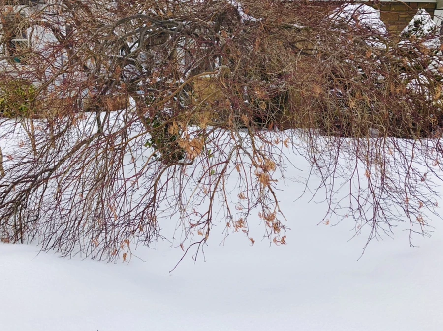 IMG_3399.jpg?type=w966