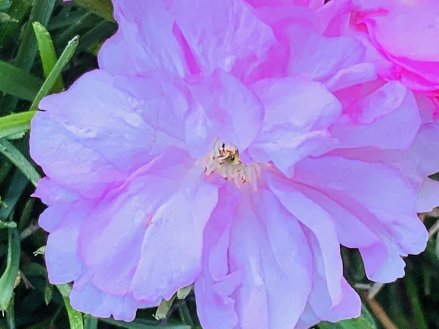 IMG_4089.jpg?type=w966