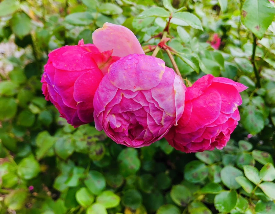 IMG_2220.jpg?type=w966