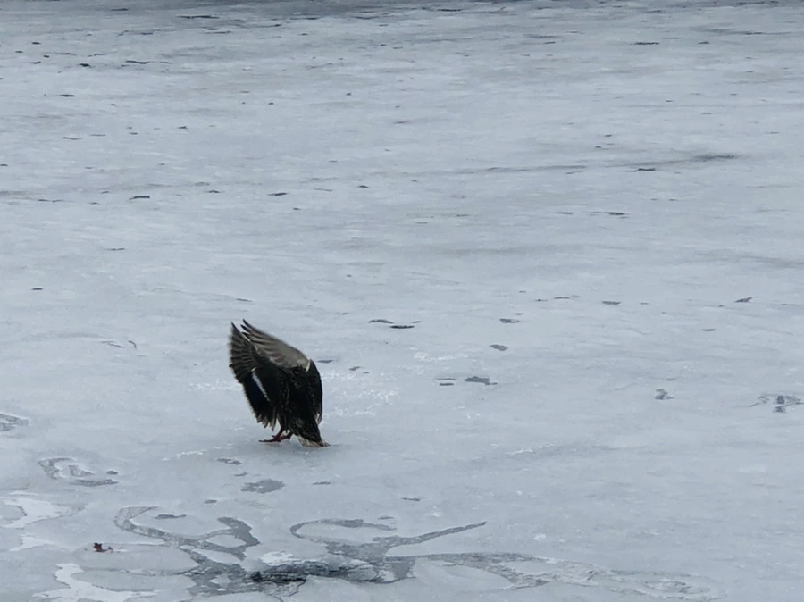 IMG_6304.jpg?type=w966