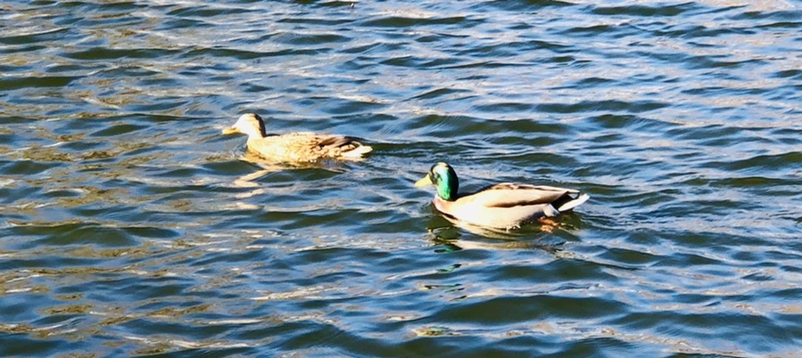 IMG_9322.jpg?type=w966