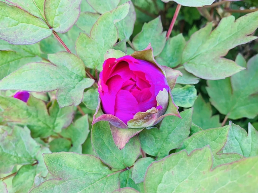 IMG_3605.jpg?type=w966