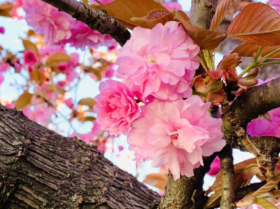 IMG_4209.jpg?type=w966