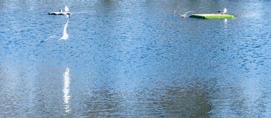 IMG_1313.jpg?type=w966