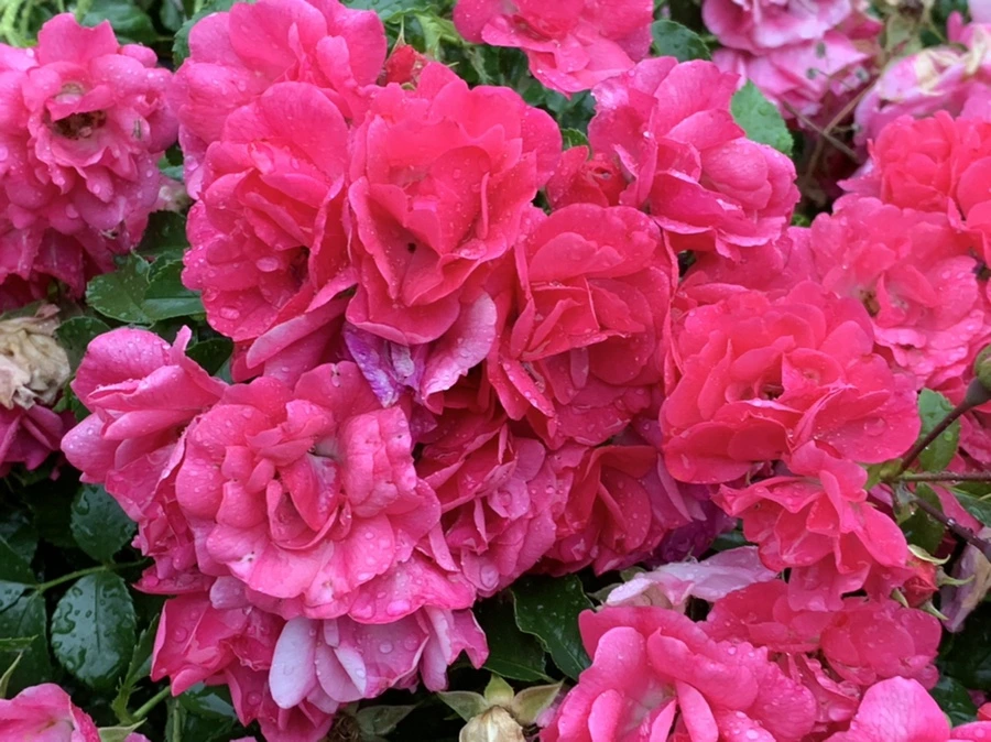 IMG_6215.jpg?type=w966