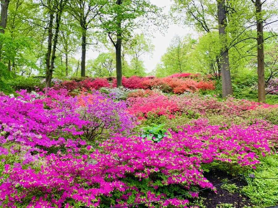 IMG_9931.jpg?type=w966