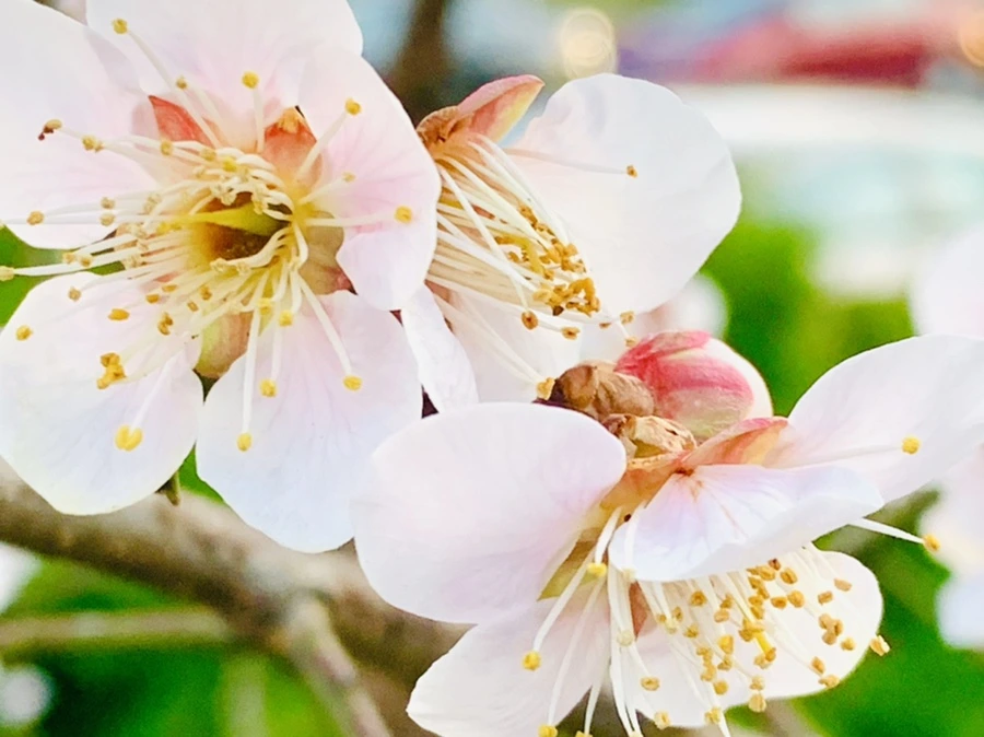 IMG_2358.jpg?type=w966