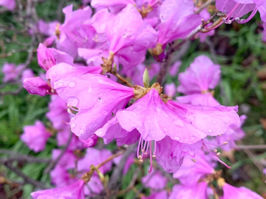 IMG_6138.jpg?type=w966