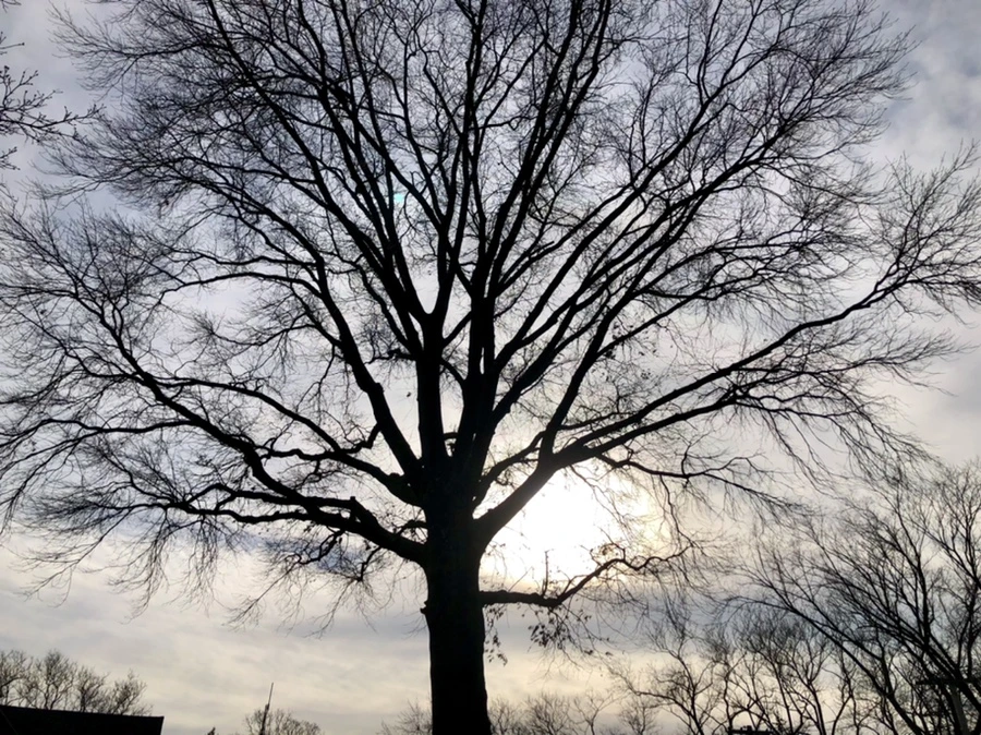 IMG_4807.jpg?type=w966