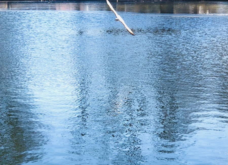 IMG_1328.jpg?type=w966