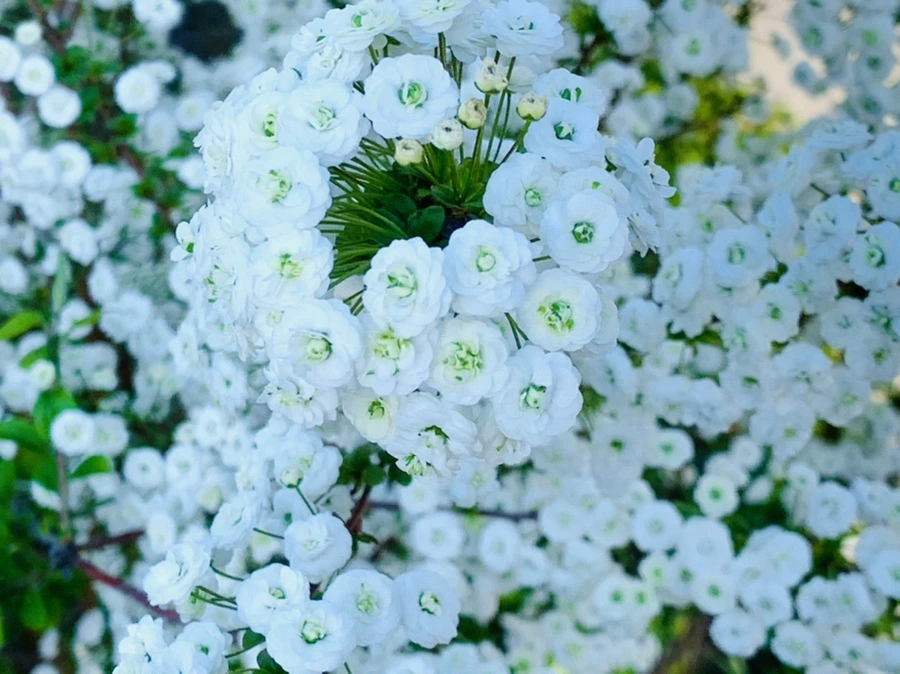 IMG_3283.jpg?type=w966