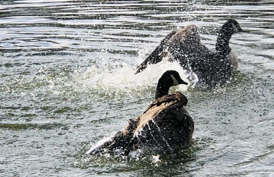 IMG_3604.jpg?type=w966