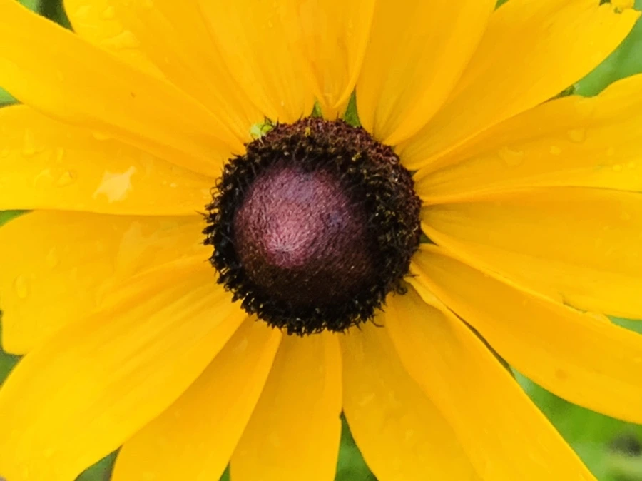 IMG_6859.jpg?type=w966