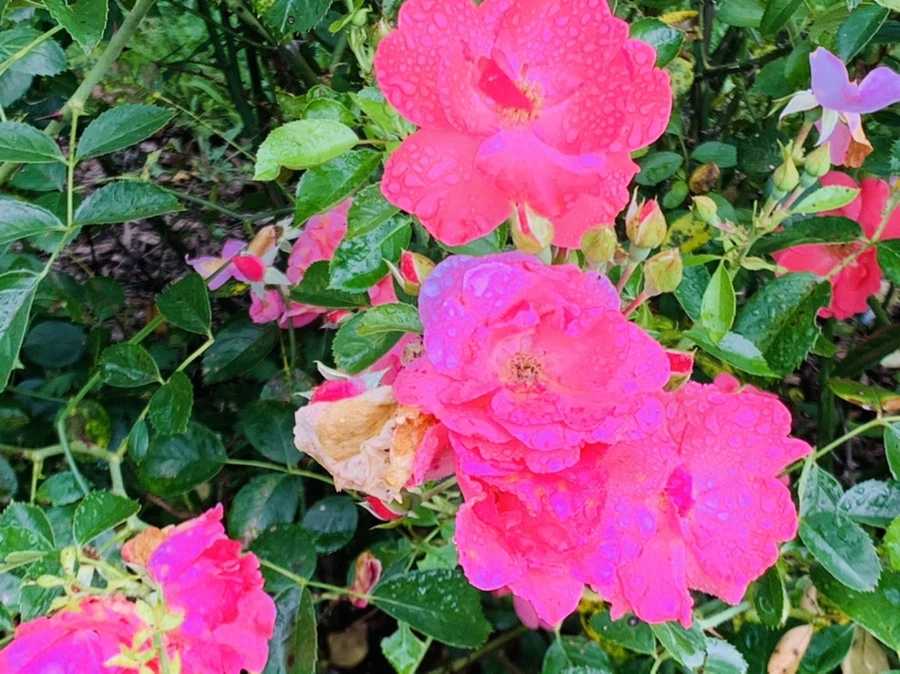 IMG_8740.jpg?type=w966