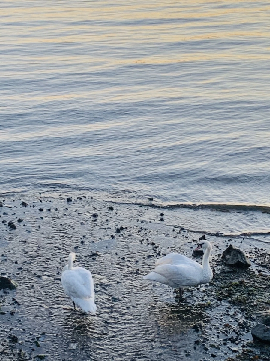 IMG_9481.jpg?type=w966