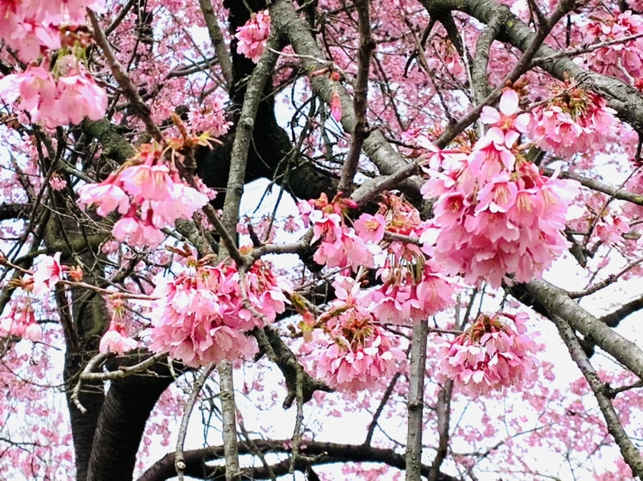 IMG_7087.jpg?type=w966