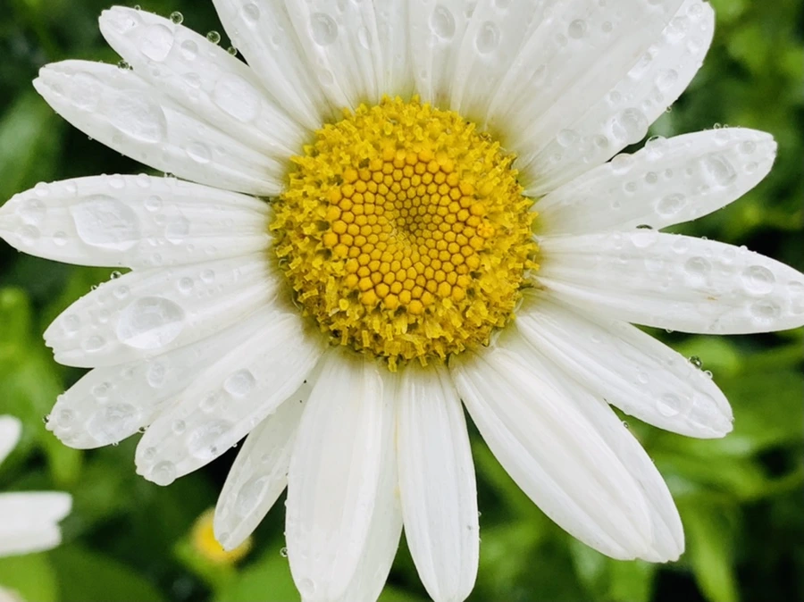 IMG_0164.jpg?type=w966