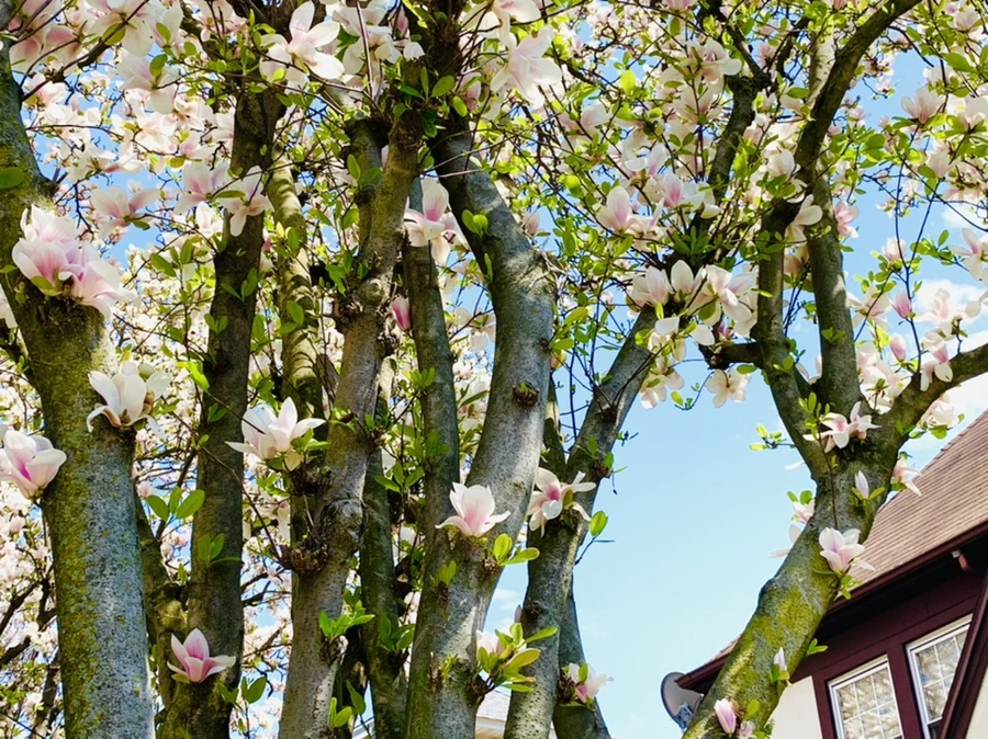 IMG_3929.jpg?type=w966