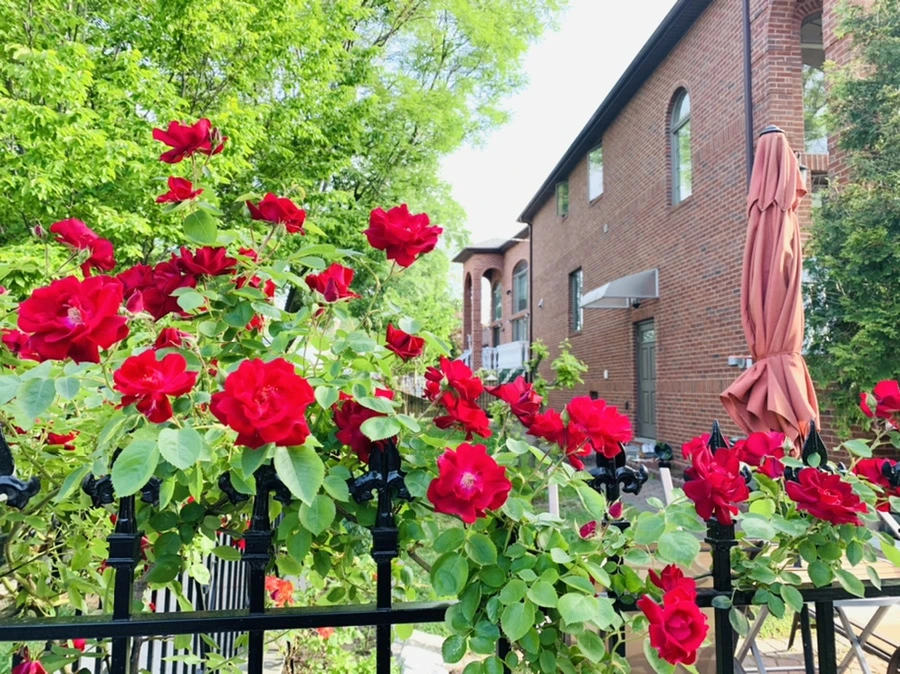 IMG_6634.jpg?type=w966