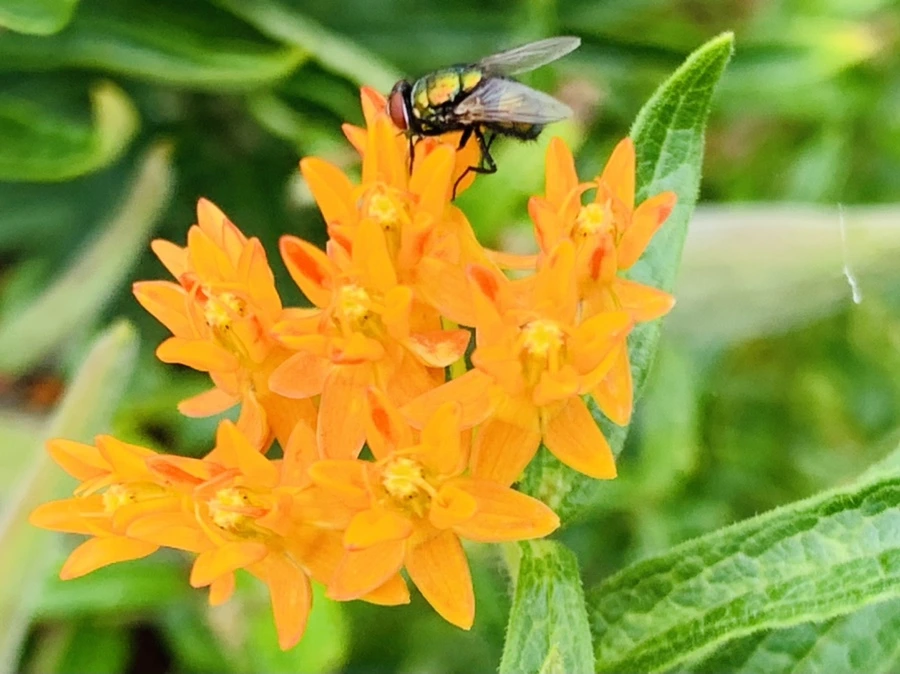 IMG_1057.jpg?type=w966