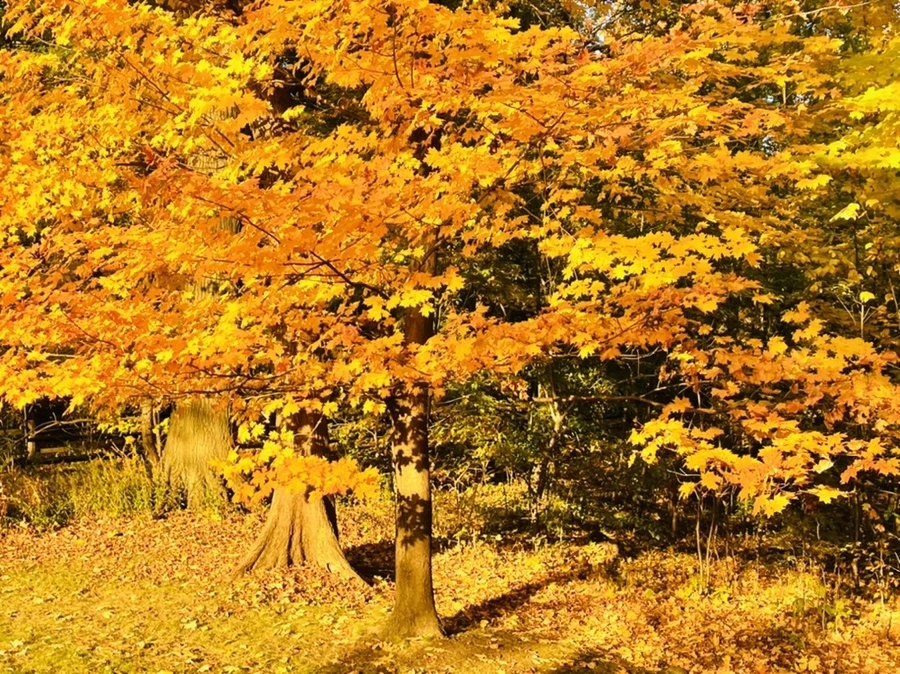 IMG_1910.jpg?type=w966