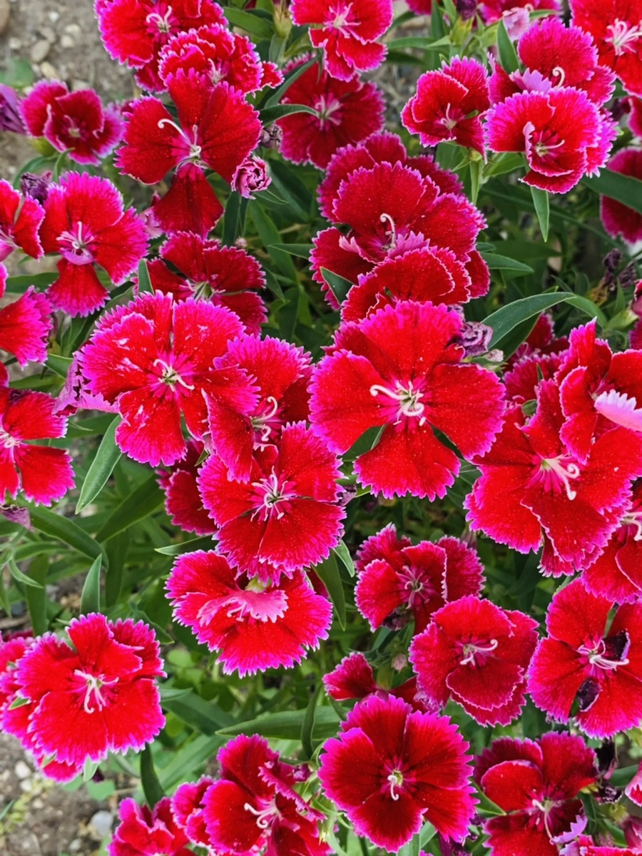 IMG_4052.jpg?type=w966