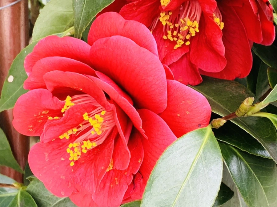 IMG_6622.jpg?type=w966