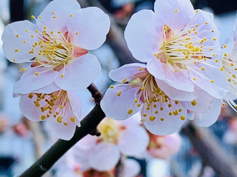 IMG_1015.jpg?type=w966