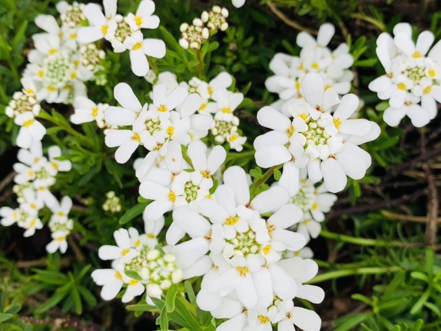 IMG_3829.jpg?type=w966