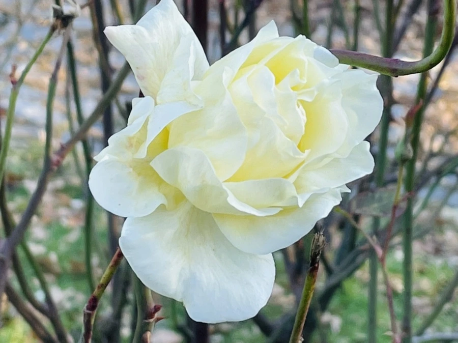 IMG_6002.jpg?type=w966