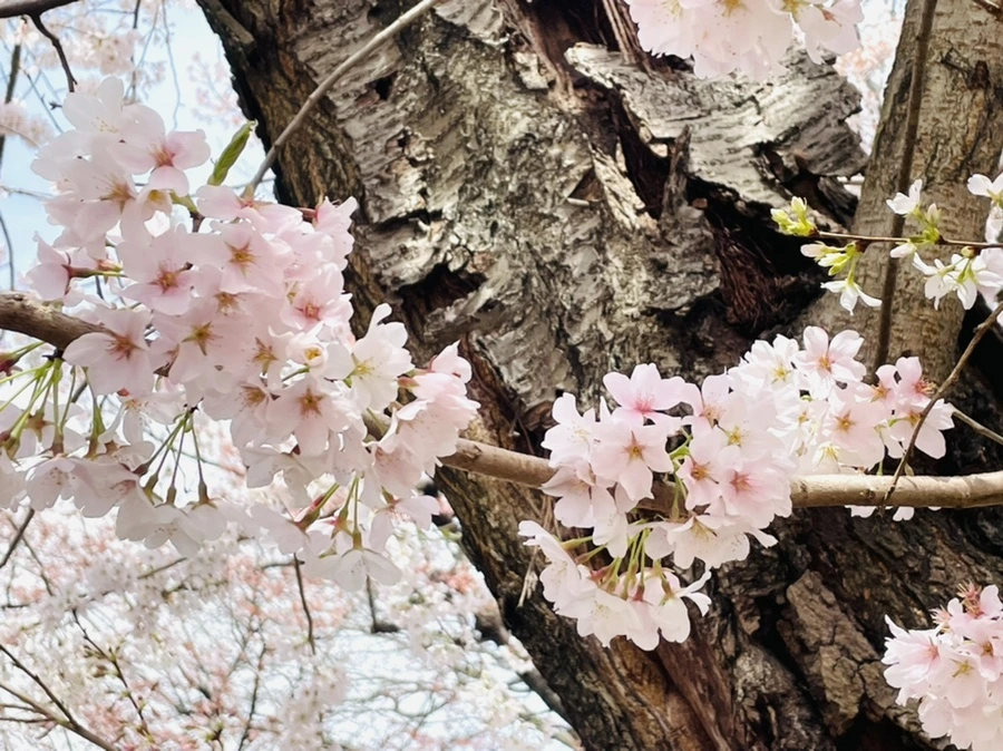 IMG_9923.jpg?type=w966