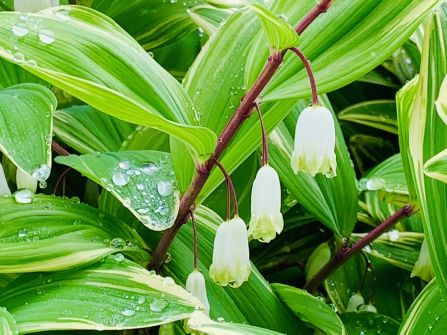 IMG_9503.jpg?type=w966