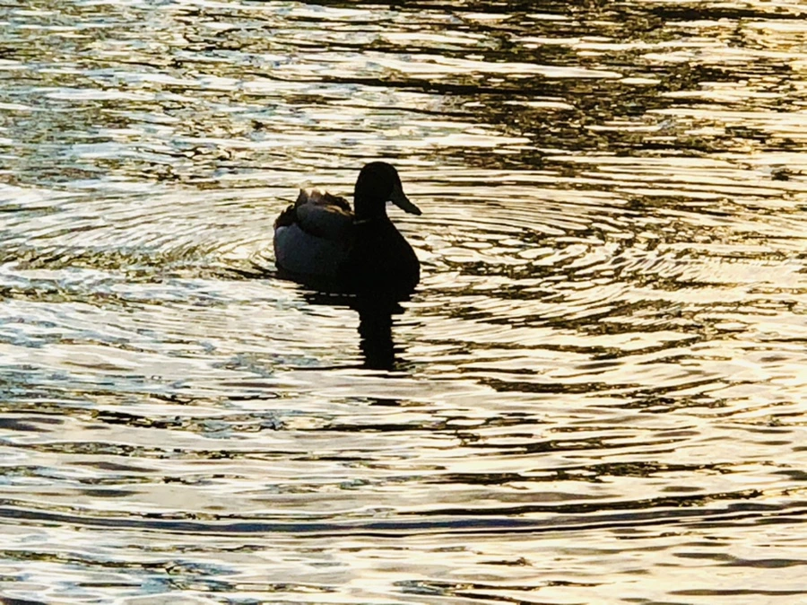 IMG_4428.jpg?type=w966