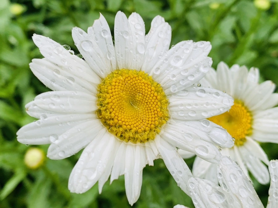 IMG_0188.jpg?type=w966