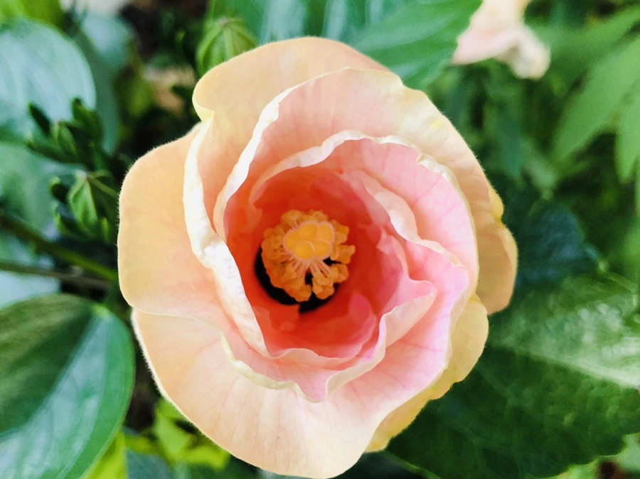 IMG_0389.jpg?type=w966