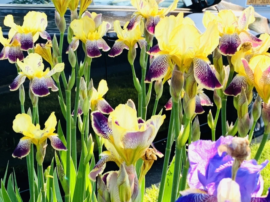 IMG_3366.jpg?type=w966