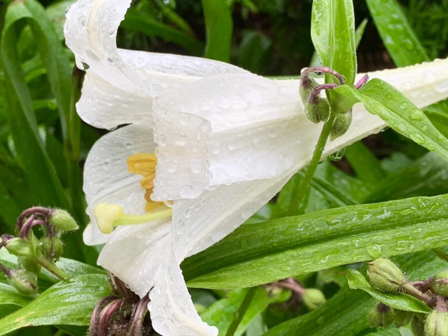 IMG_0087.jpg?type=w966